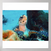Hawksbill Turtle Poster (Voorkant)