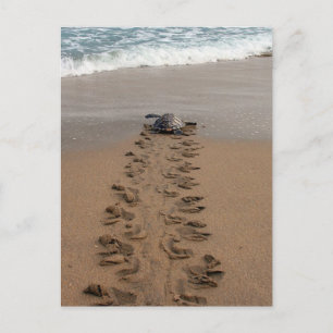 Hawksbill Turtle Trek briefkaart