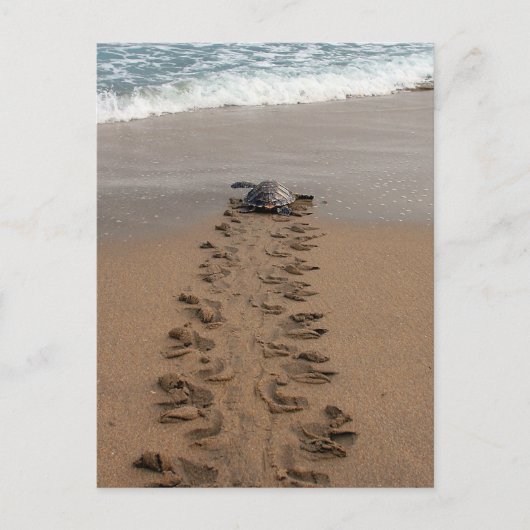 Hawksbill Turtle Trek briefkaart (Voorkant)