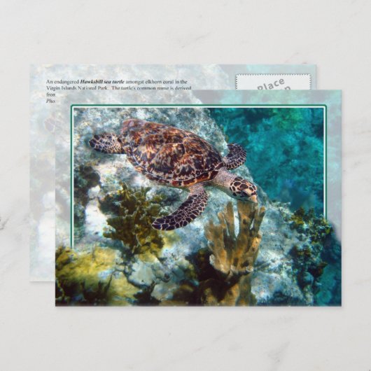 Hawksbill Zee Turtle, Amerikaanse Maagdeneilanden Briefkaart (Voorkant / Achterkant)