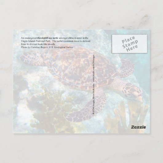 Hawksbill Zee Turtle, Amerikaanse Maagdeneilanden Briefkaart (Achterkant)
