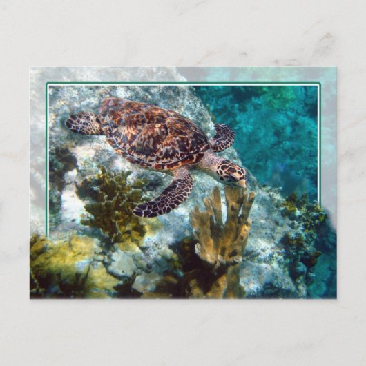 Hawksbill Zee Turtle, Amerikaanse Maagdeneilanden Briefkaart (Voorkant)