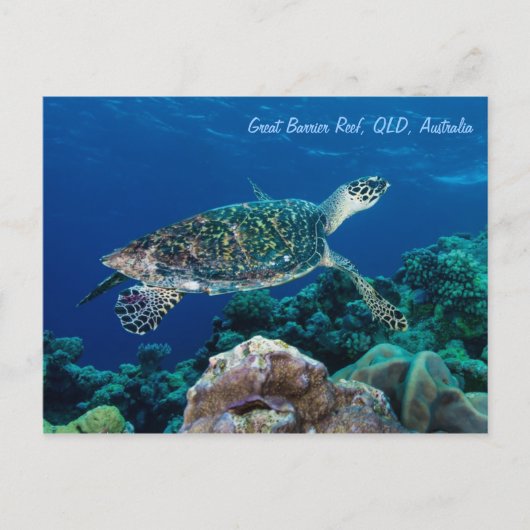 Hawksbill Zee Turtle Briefkaart (Voorkant)
