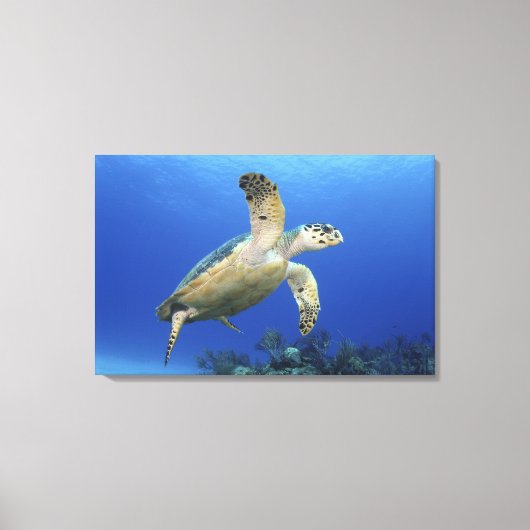 Hawksbill Zee Turtle Canvas Afdruk (Voorkant)