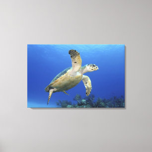 Hawksbill Zee Turtle Canvas Afdruk