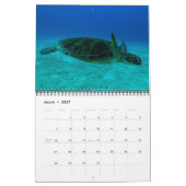 Hawksbill Zee Turtle Great Barrier Reef Coral Zee Kalender (Mar 2027)