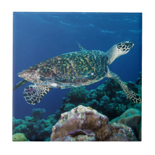 Hawksbill Zee Turtle Great Barrier Reef Coral Zee Tegeltje