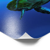 Hawksbill Zee Turtle Photo Print Foto Afdruk (Hoek)