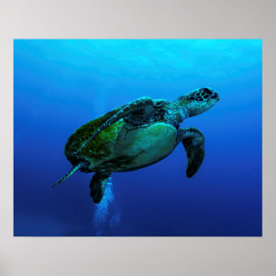 Hawksbill Zee Turtle Poster