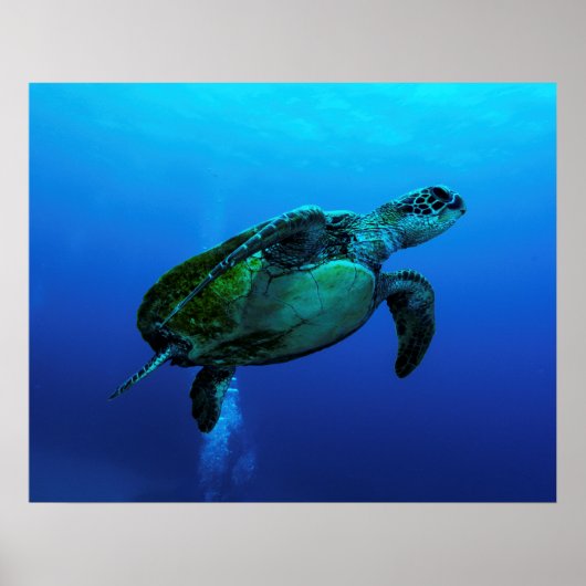 Hawksbill Zee Turtle Poster (Voorkant)