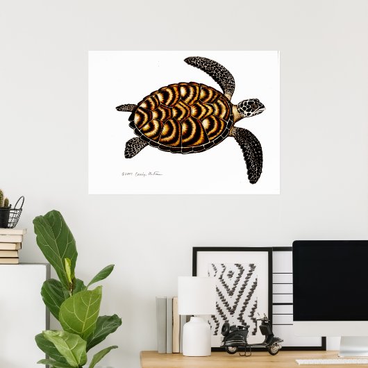 Hawksbill Zee Turtle Poster (Thuiskantoor)