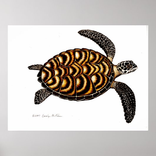 Hawksbill Zee Turtle Poster (Voorkant)