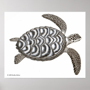 Hawksbill Zee Turtle Print