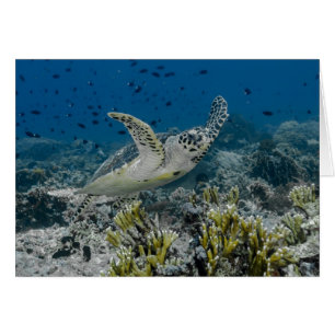 Hawksbill Zee Turtle Swimming