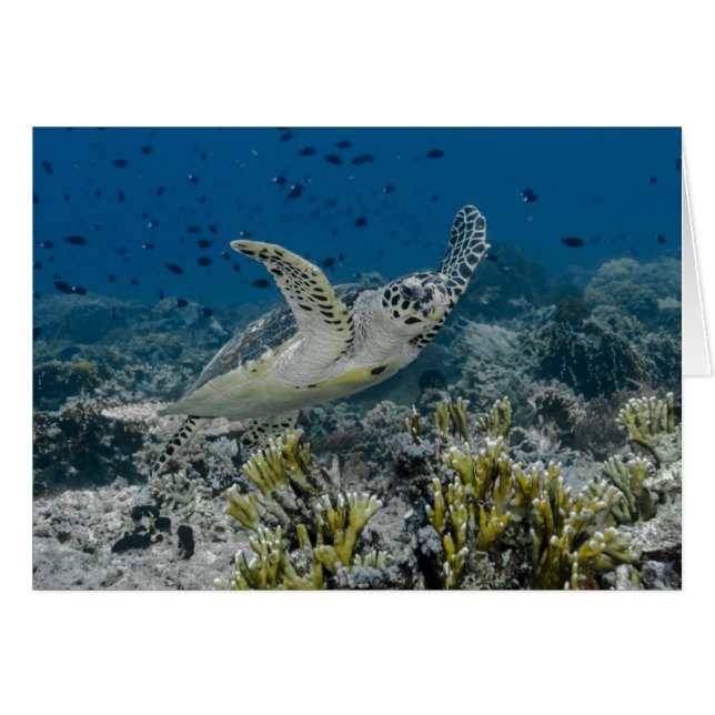 Hawksbill Zee Turtle Swimming (Voorkant Horizontaal)