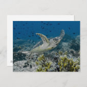 Hawksbill Zee Turtle Swimming Briefkaart (Voorkant / Achterkant)