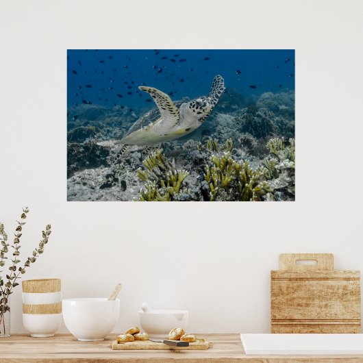 Hawksbill Zee Turtle Swimming Poster (Keuken)