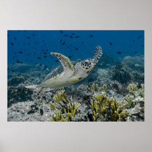 Hawksbill Zee Turtle Swimming Poster