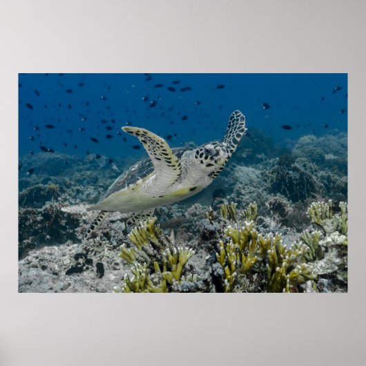 Hawksbill Zee Turtle Swimming Poster (Voorkant)