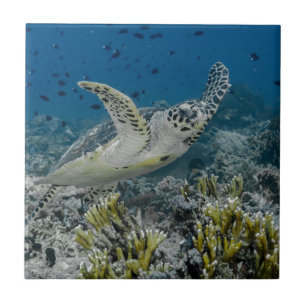 Hawksbill Zee Turtle Swimming Tegeltje