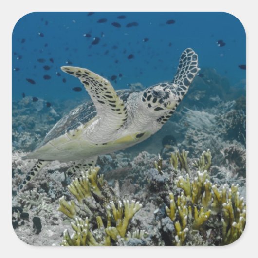 Hawksbill Zee Turtle Swimming Vierkante Sticker (Voorkant)