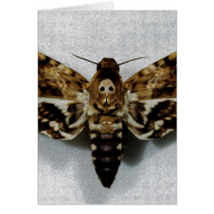 Hawkth Acherontia Lachesis, leider van de doodstra