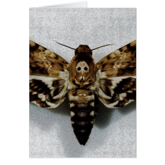 Hawkth Acherontia Lachesis, leider van de doodstra (Voorkant)