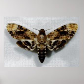 Hawkth Acherontia Lachesis, leider van de doodstra Poster (Voorkant)