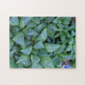 Haworth Succulente Planten Gardener Puzzle Legpuzzel (Horizontaal)