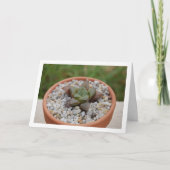 Haworthia cooperi, succulent Plant Kaart (Voorkant)