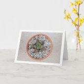 Haworthia cooperi, Succulente Plant Kaart (Gele Bloem)