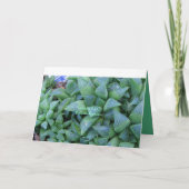 Haworthia Succulente Planten Note Kaart (Achterkant)