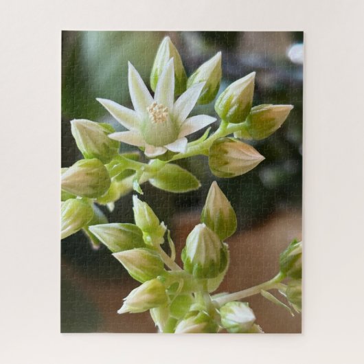 Haworth's Aeonium Flowers Close-Up Photograph Legpuzzel (Verticaal)