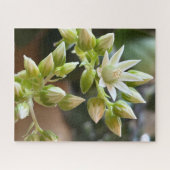 Haworth's Aeonium Flowers Close-Up Photograph Legpuzzel (Horizontaal)