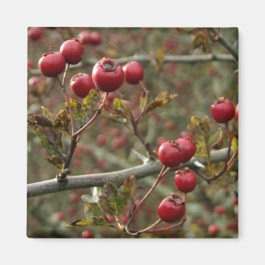 Hawthorn Berries Magnet (Voorkant)