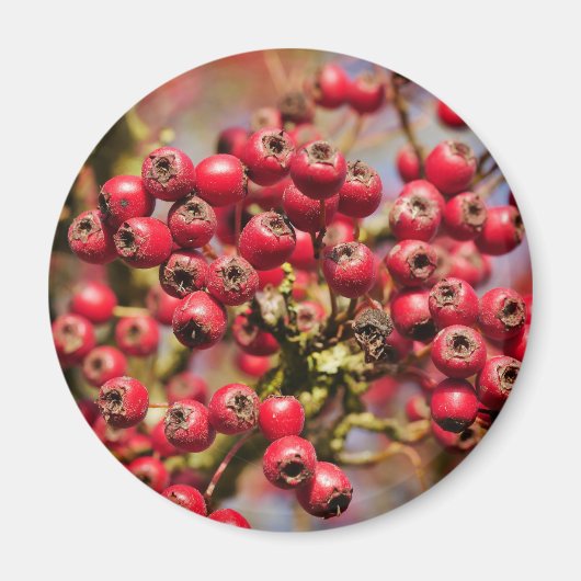 Hawthorn Berries Magnet (Voorkant)