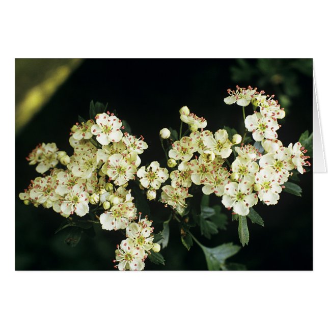 Hawthorn Blossom (Voorkant Horizontaal)