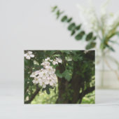 Hawthorn Blossom Briefkaart (Staand voorkant)