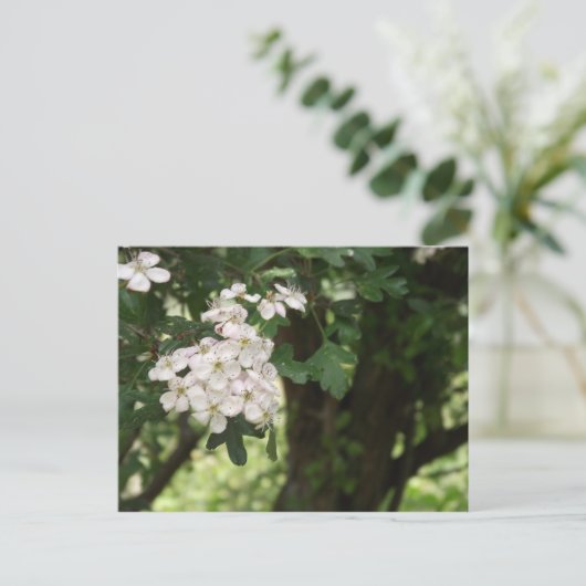 Hawthorn Blossom Briefkaart (Staand voorkant)