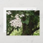 Hawthorn Blossom Briefkaart (Voorkant / Achterkant)