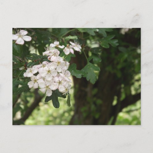 Hawthorn Blossom Briefkaart (Voorkant)