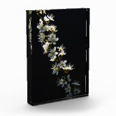 Hawthorn Flowers pbcna Fotoblokken (Links)