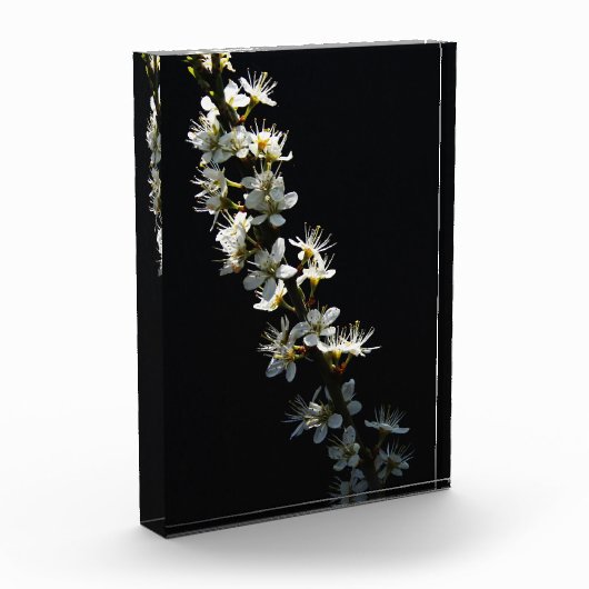 Hawthorn Flowers pbcna Fotoblokken (Links)