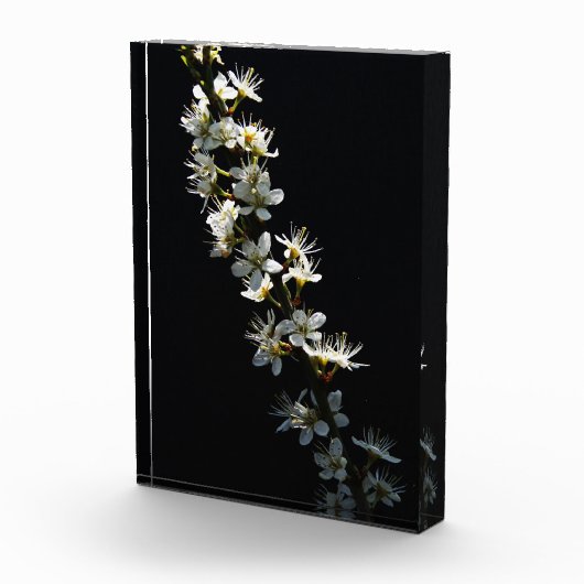 Hawthorn Flowers pbcna Fotoblokken (Rechts)