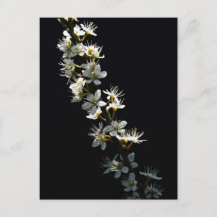 Hawthorn Flowers pccna Briefkaart