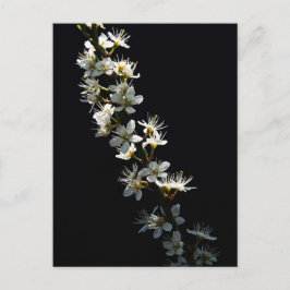 Hawthorn Flowers pccnm Briefkaart