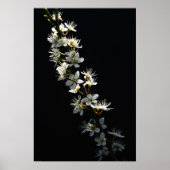Hawthorn Flowers wapcn Poster (Voorkant)