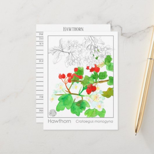 Hawthorn Materia Medica Monograph Herbal Studie Briefkaart (Voorkant / Achterkant in situ)