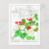 Hawthorn Materia Medica Monograph Herbal Studie Briefkaart (Voorkant)