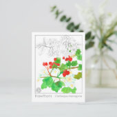 Hawthorn Materia Medica Monograph Herbal Studie Briefkaart (Staand voorkant)